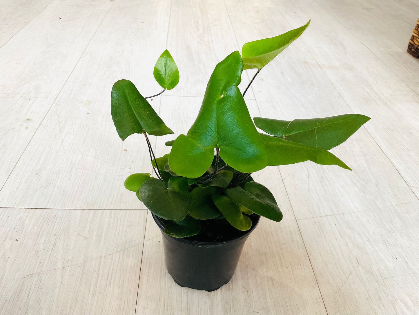 Heartleaf Fern