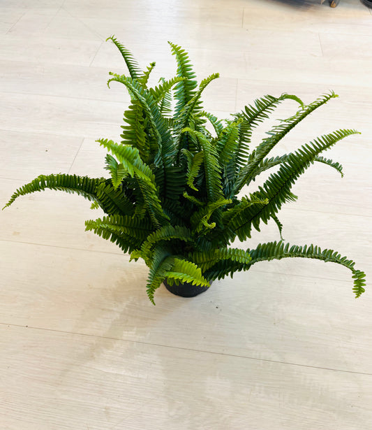 Kimberly Queen Fern