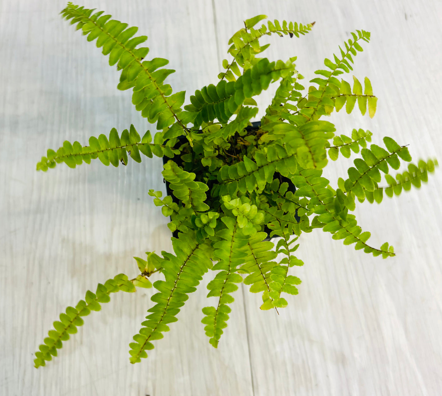 Houseplants - Assorted 3"