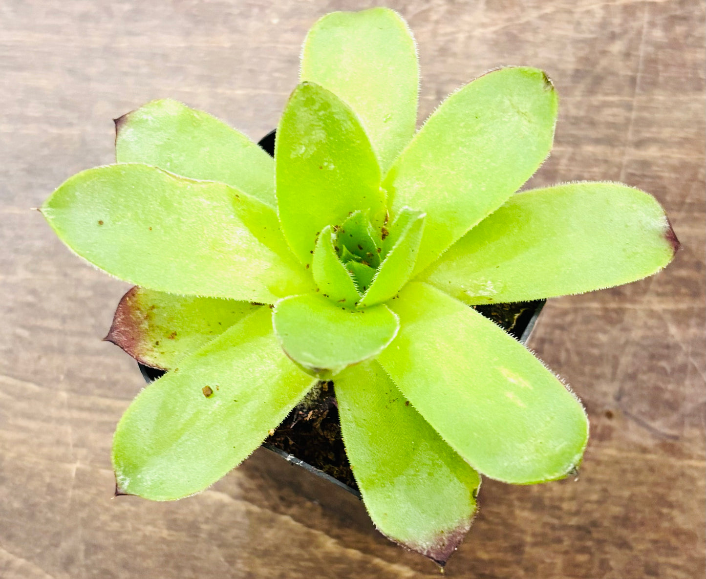 Succulents - Assorted 2”