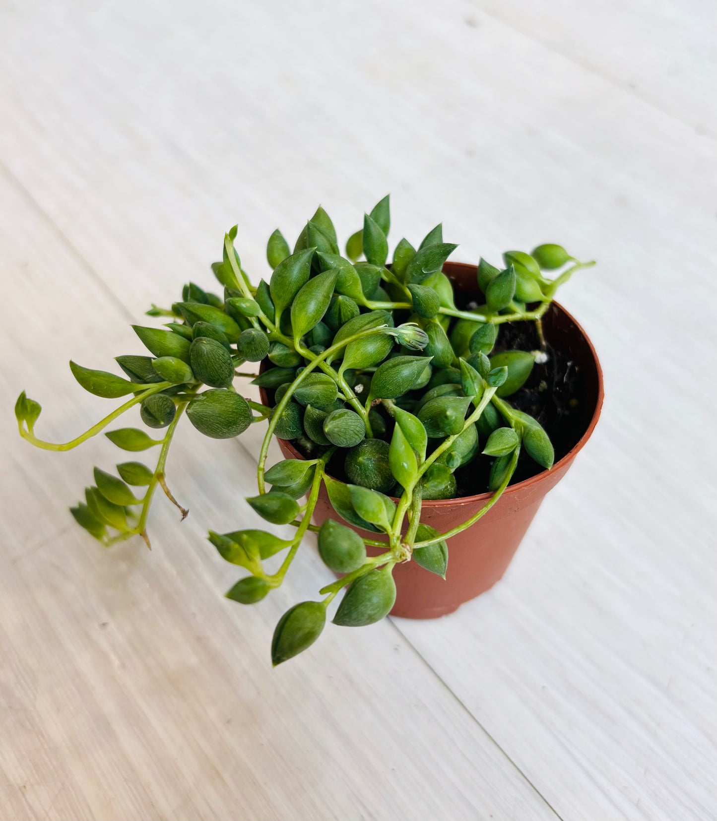 String of Bananas