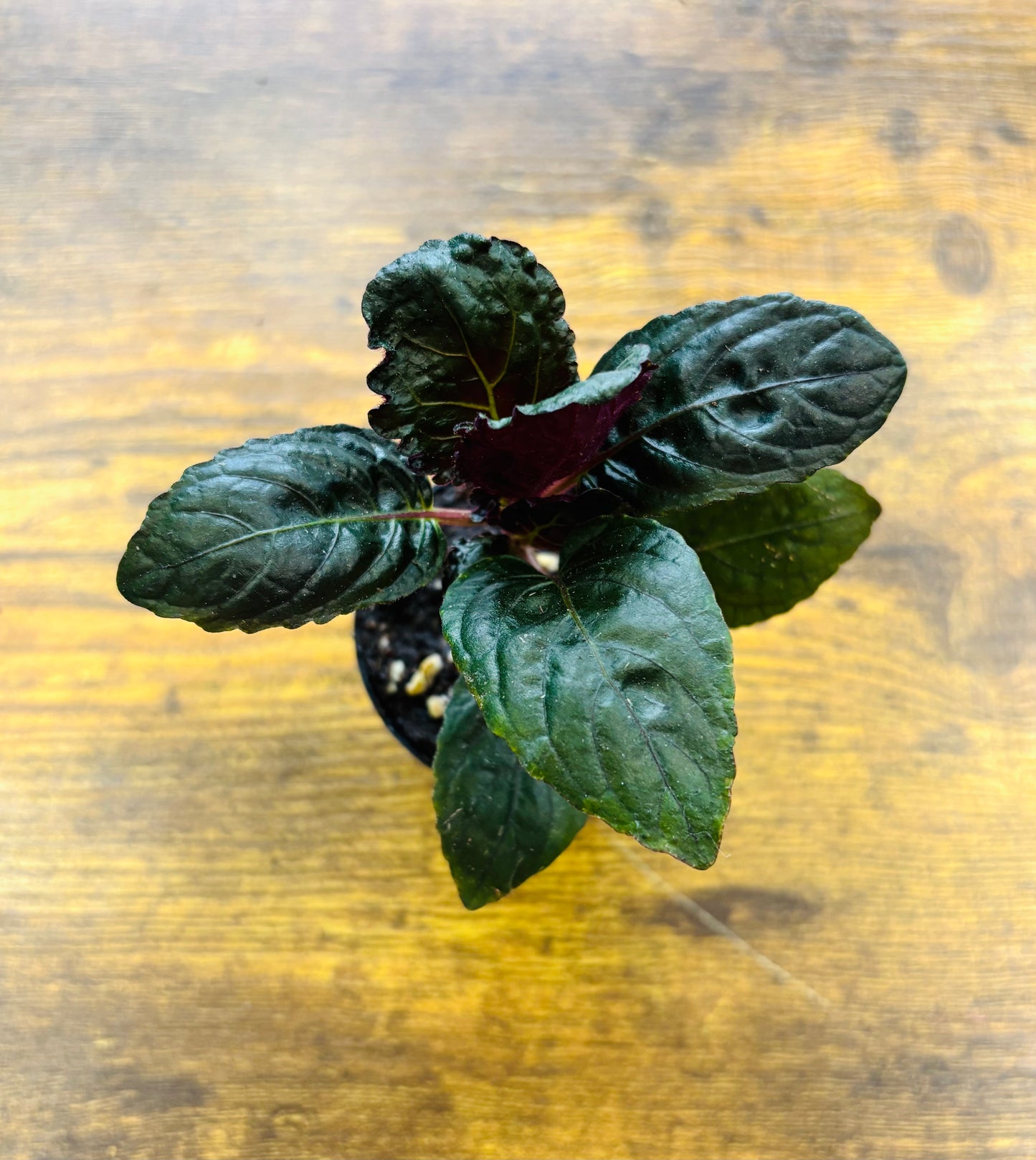 Houseplants - Assorted 2"