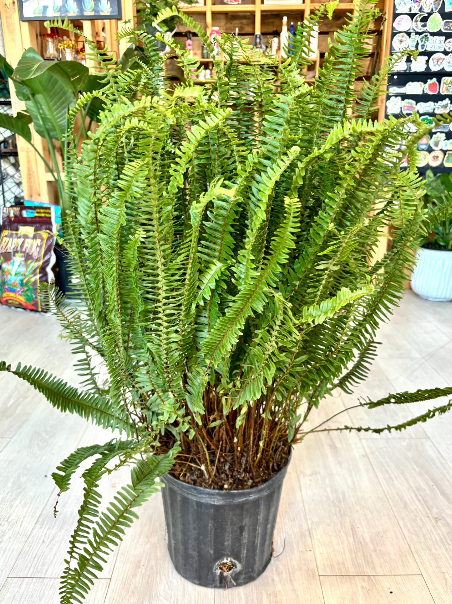Kimberly Queen Fern