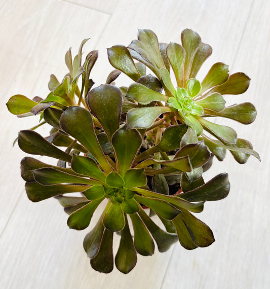 Succulents - Assorted 4"