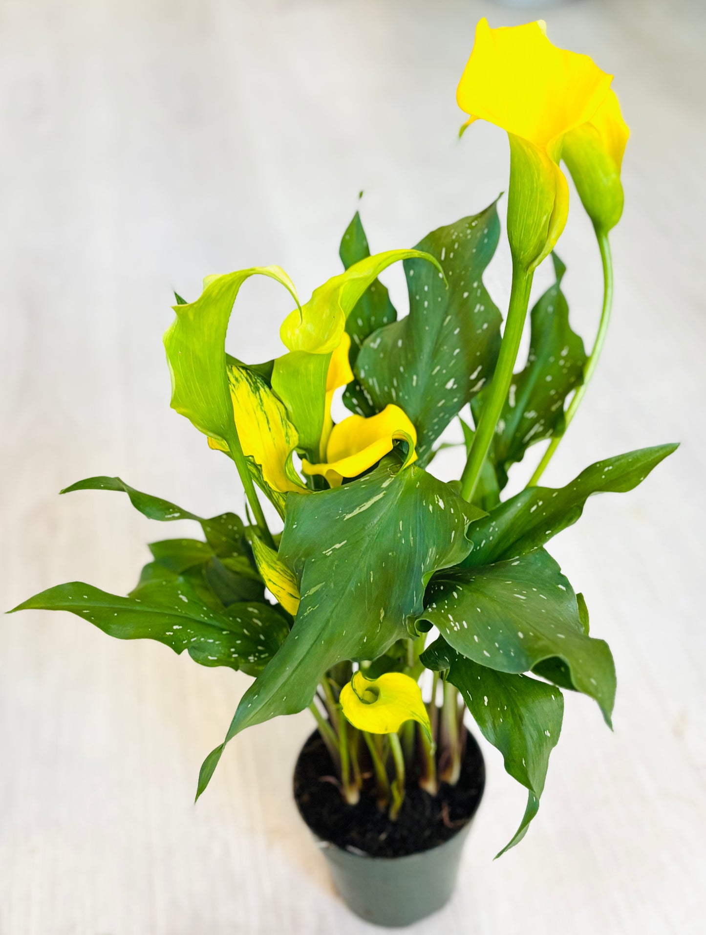 Calla Lily