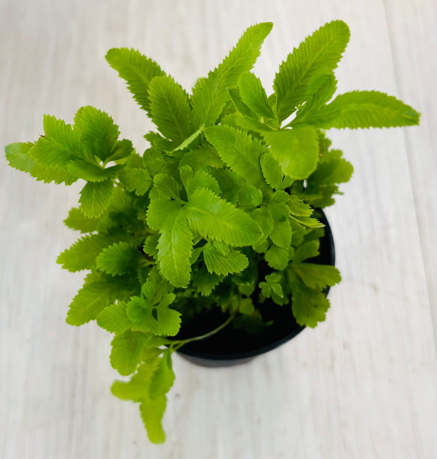 Houseplants - Assorted 2"