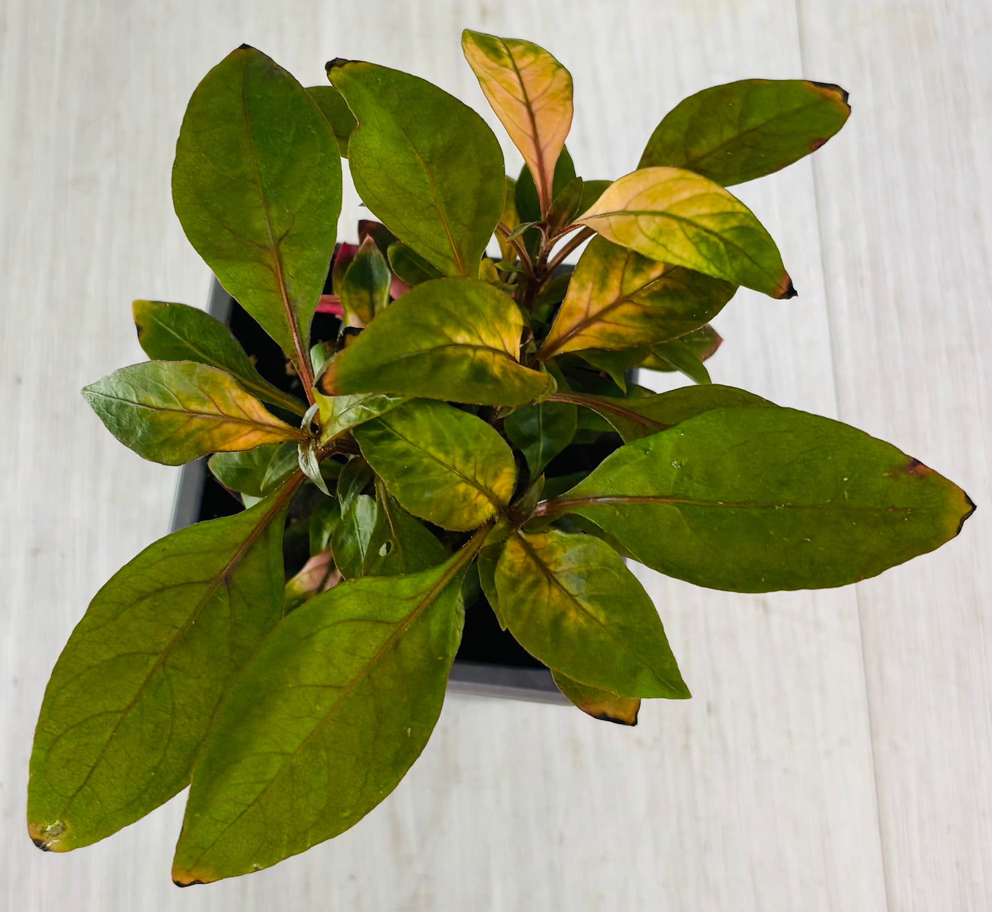 Houseplants - Assorted 3"