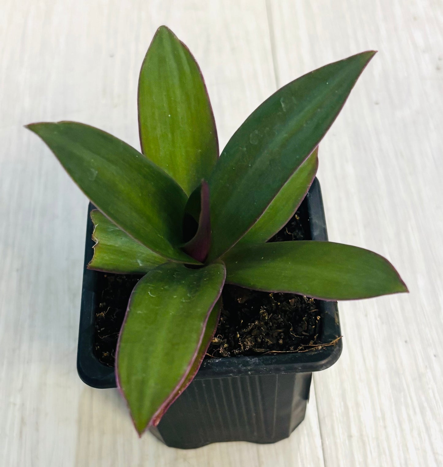 Houseplants - Assorted 3"
