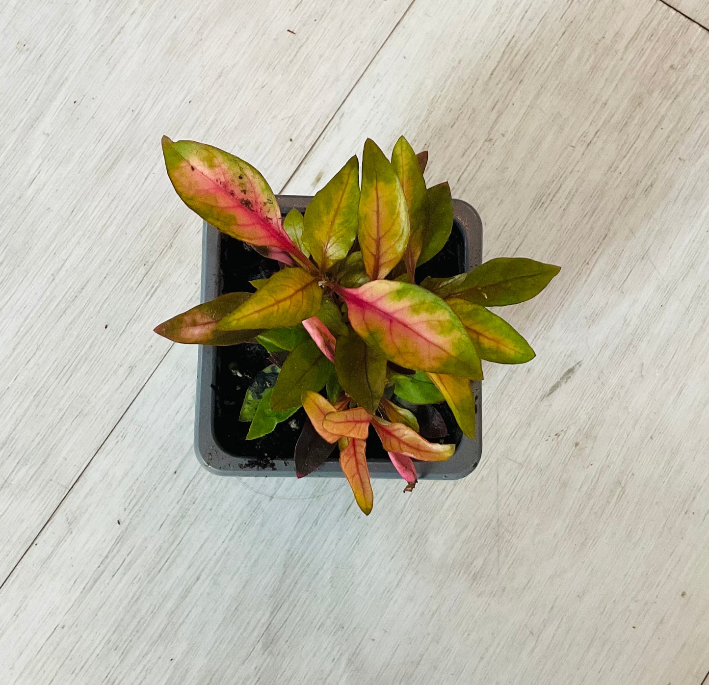 Houseplants - Assorted 3"