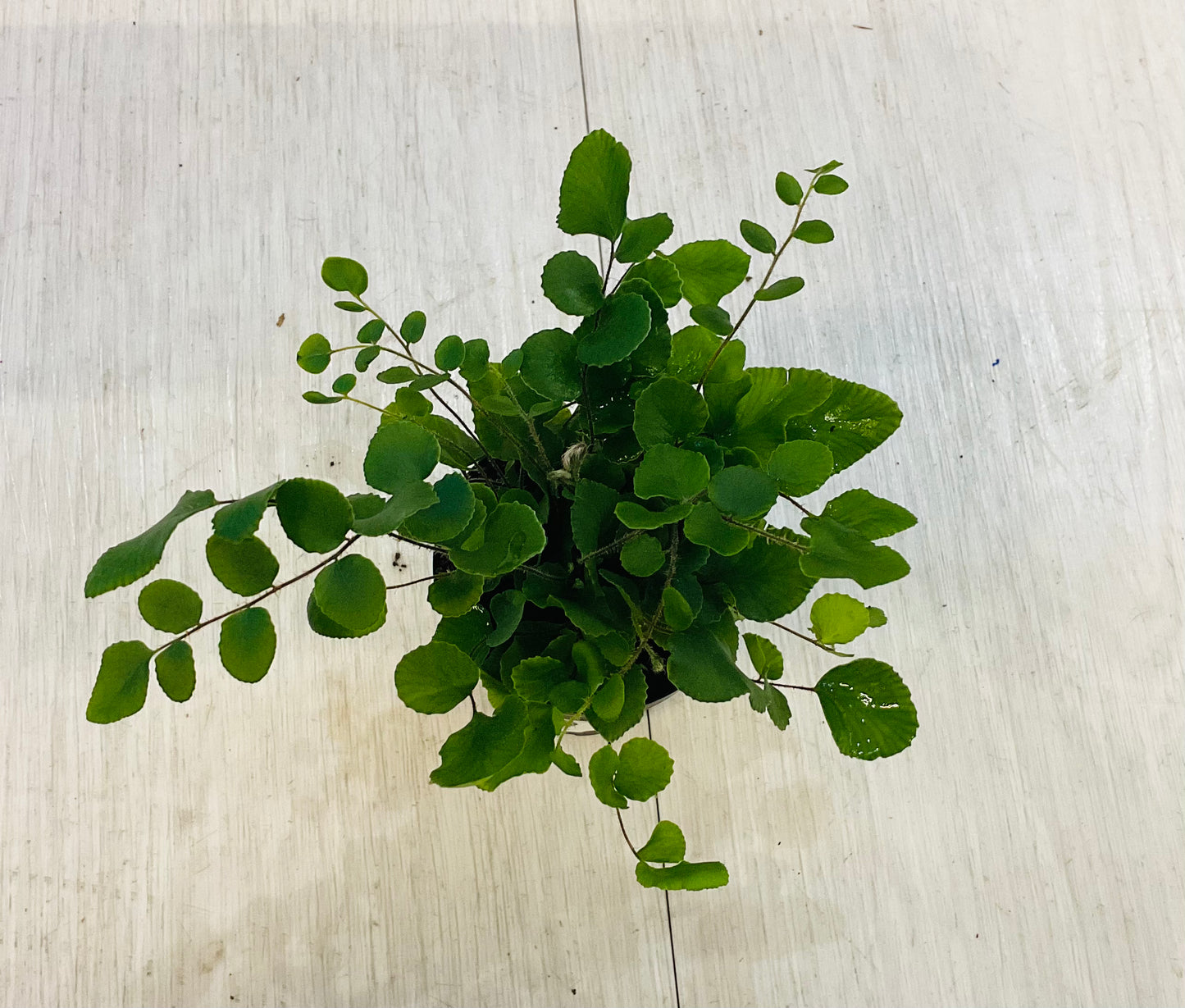 Houseplants - Assorted 2"