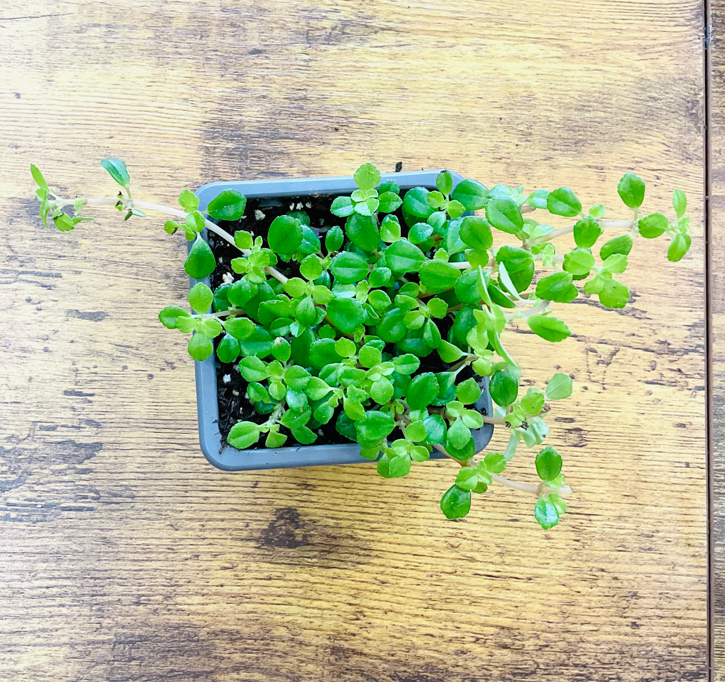 Houseplants - Assorted 3"