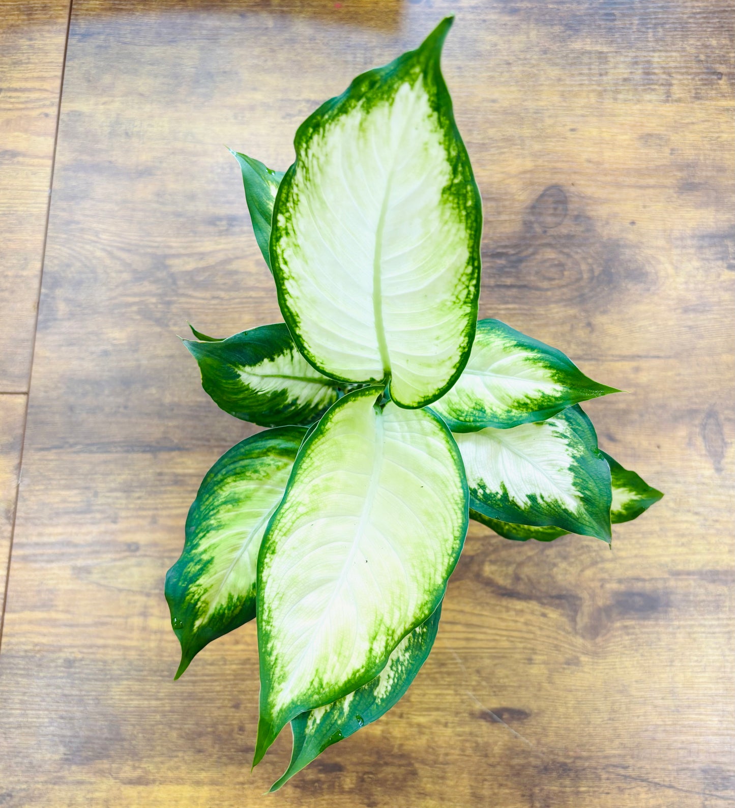Houseplants - Assorted 3"