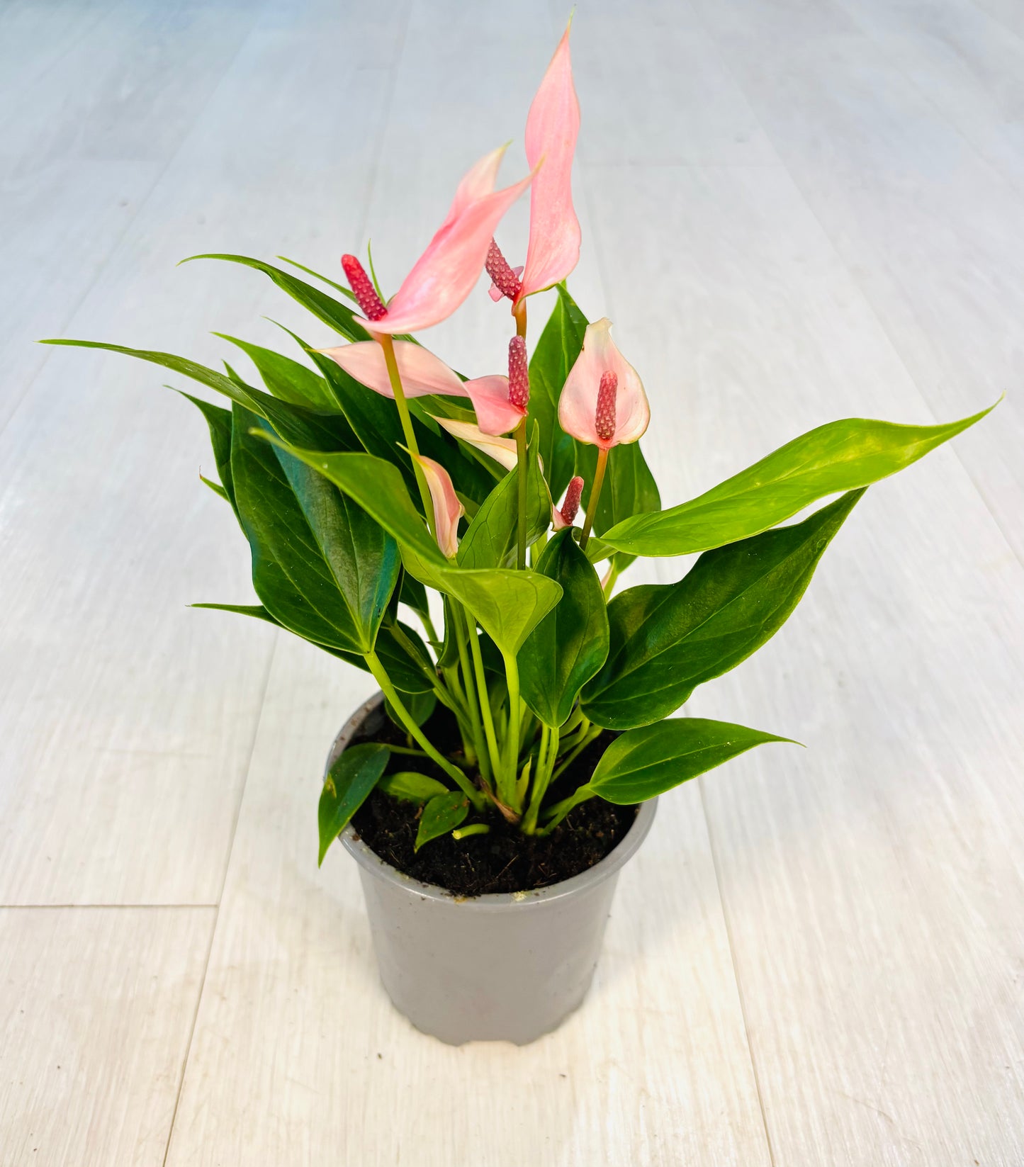 Joli Pulse Anthurium