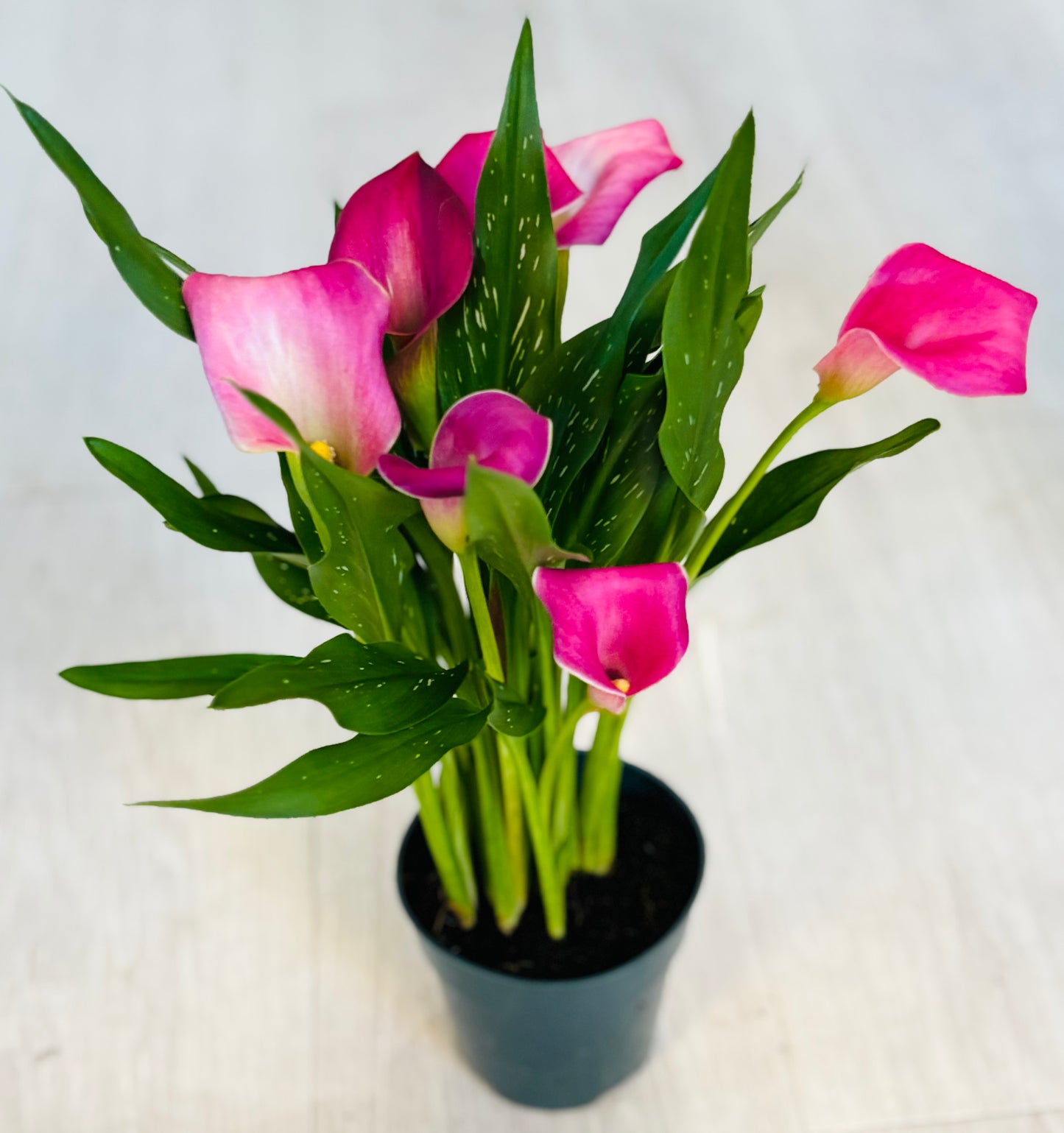 Calla Lily