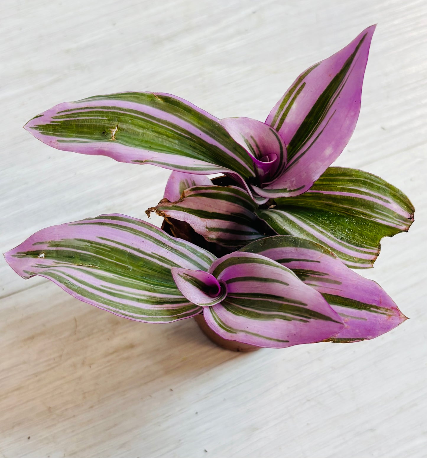 Houseplants - Assorted 2"