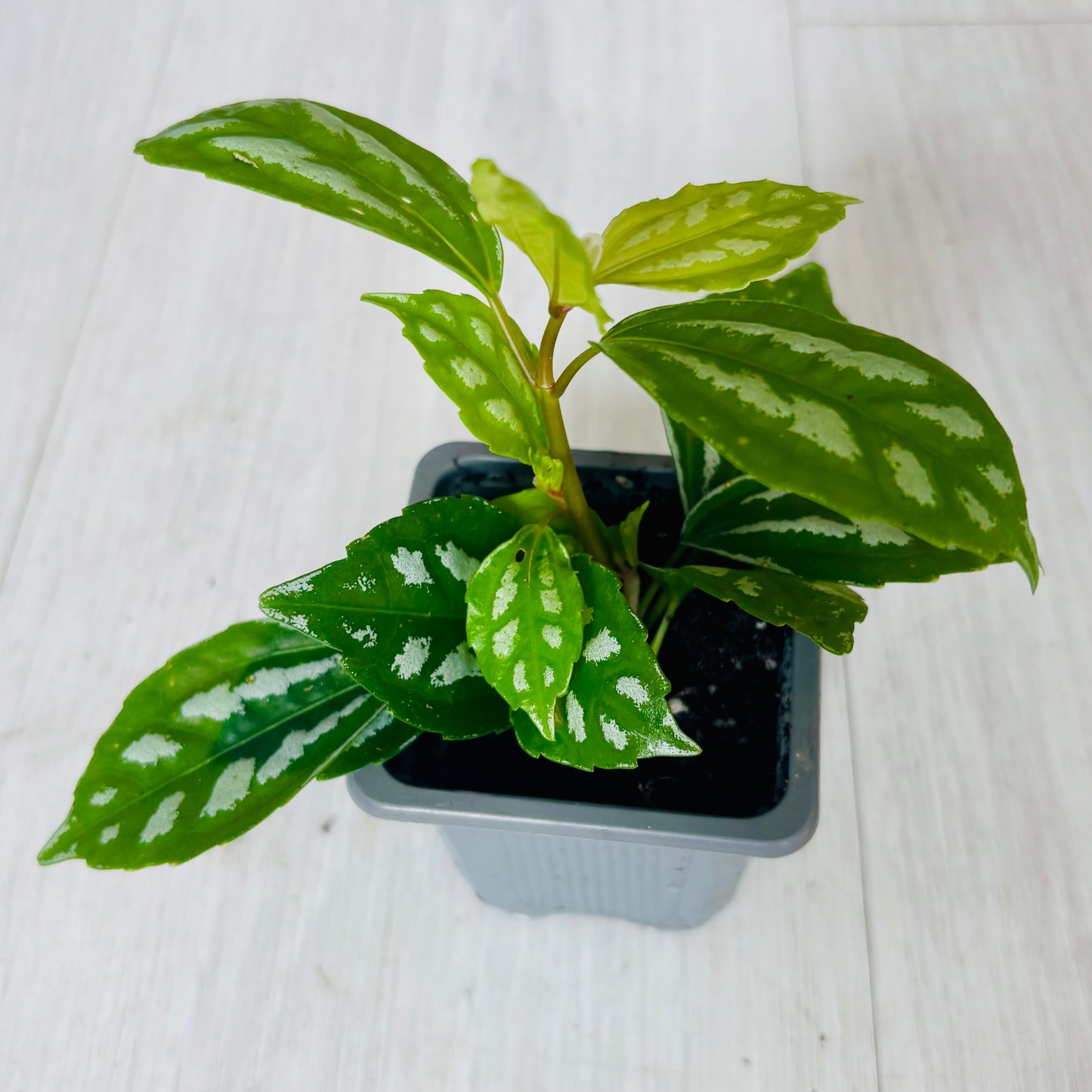 Houseplants - Assorted 3"