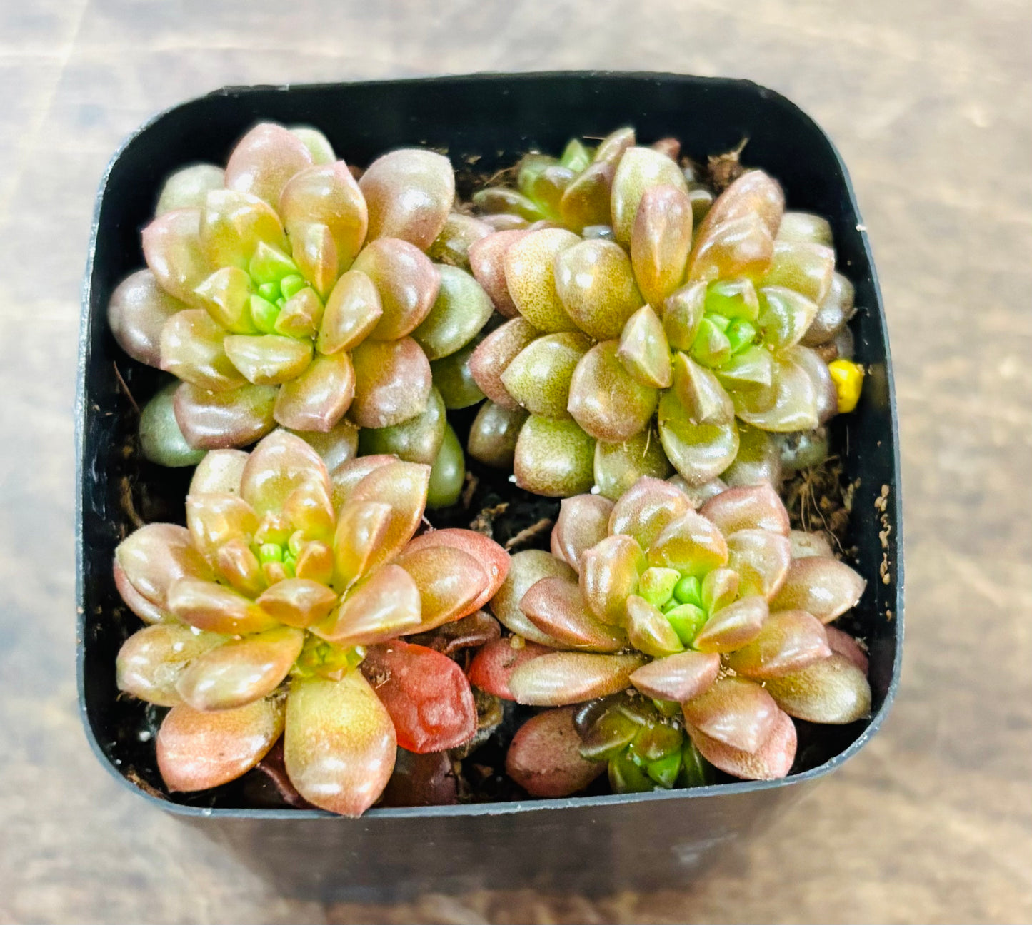Succulents - Assorted 2”