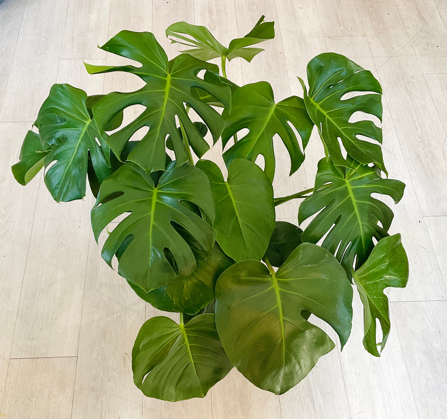 Monstera Deliciosa