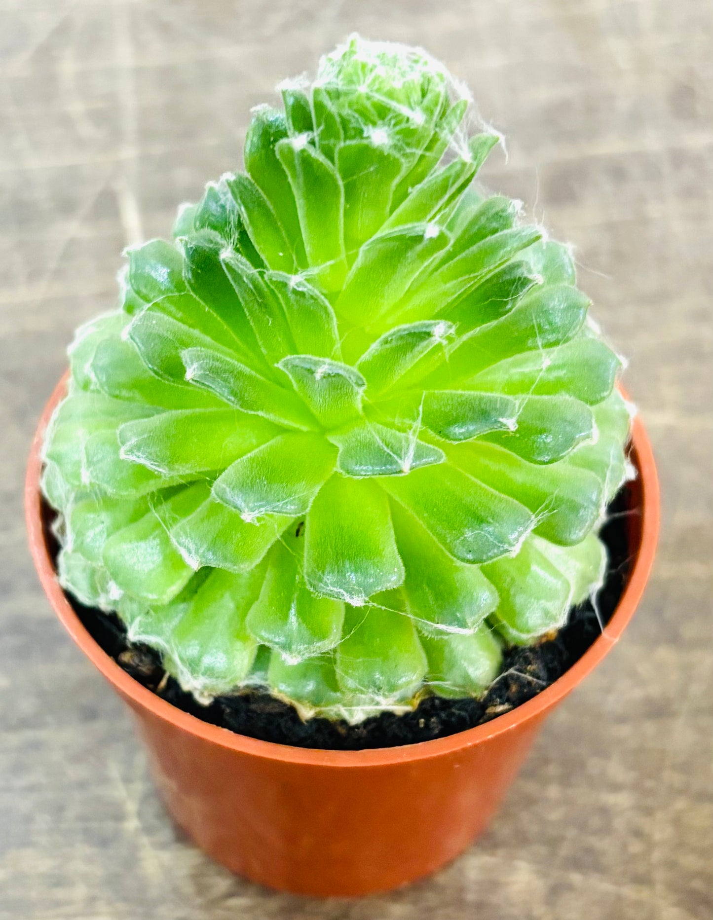 Succulents - Assorted 3"