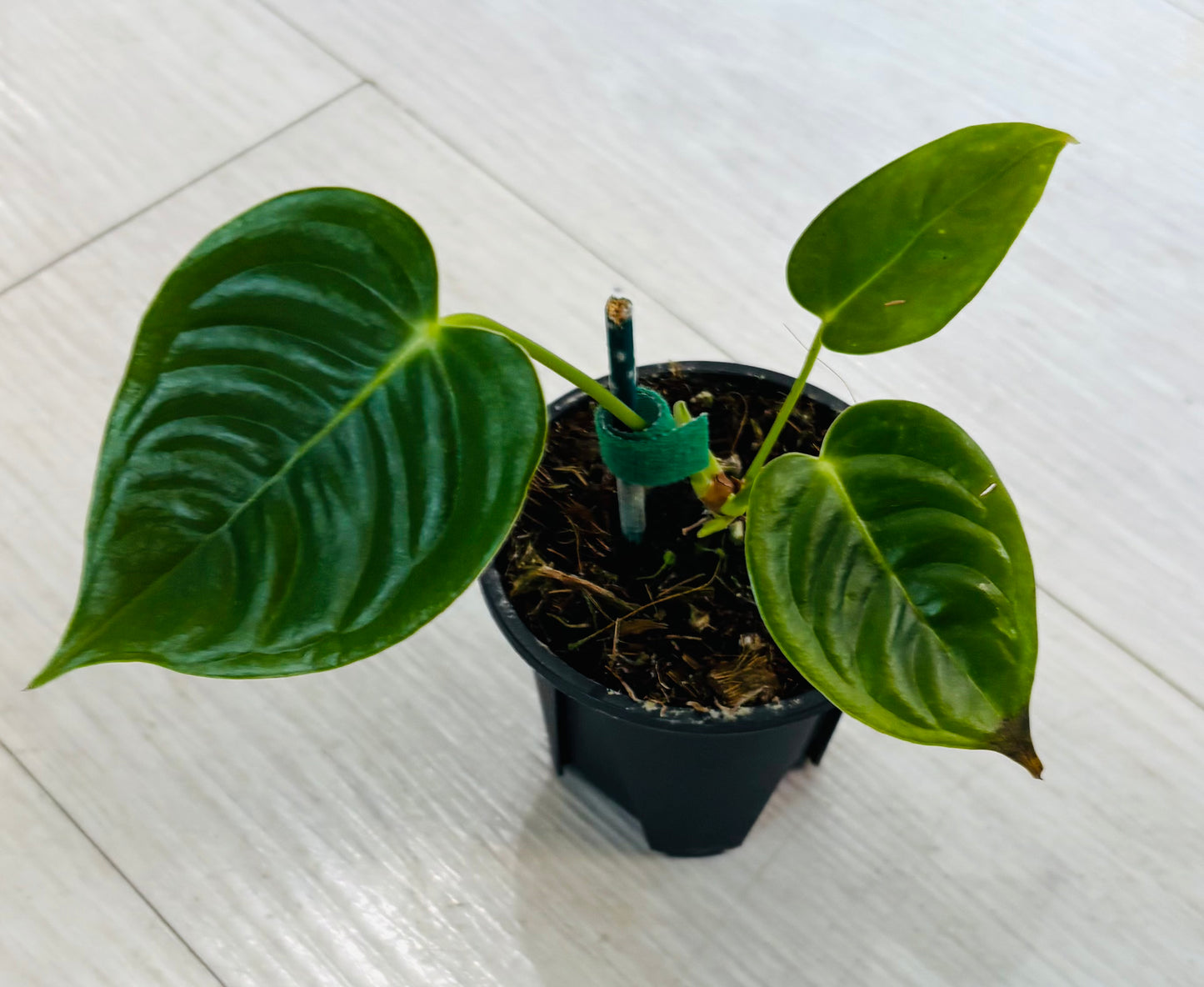 Anthurium Veitchii