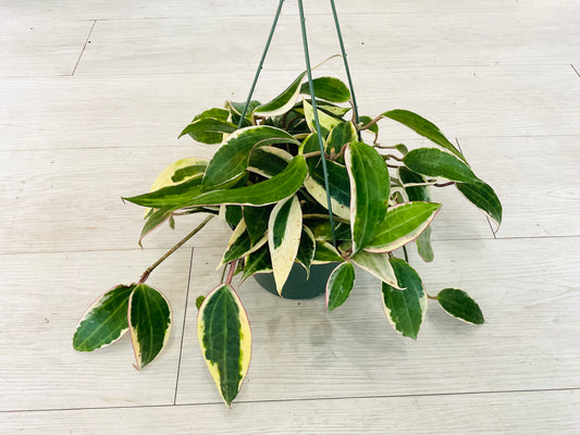 Variegated Latifolia Hoya