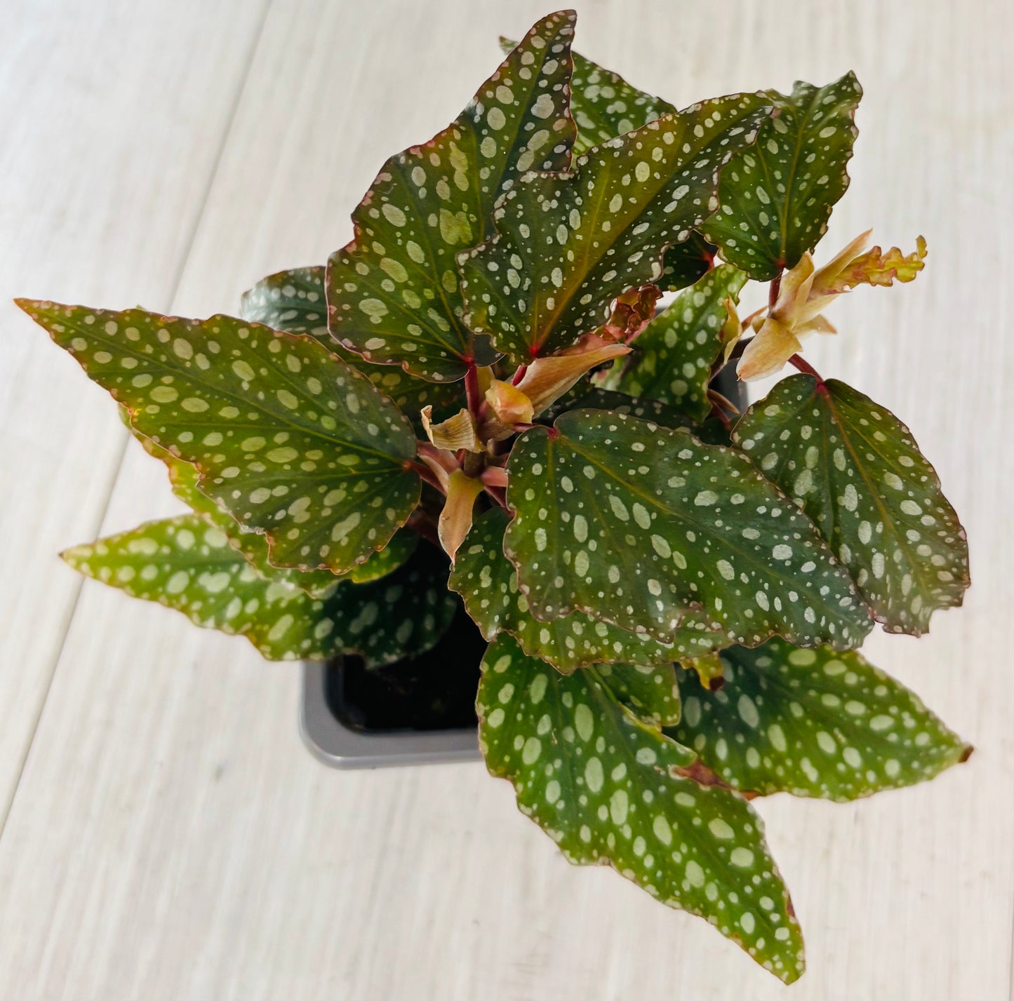 Houseplants - Assorted 3"