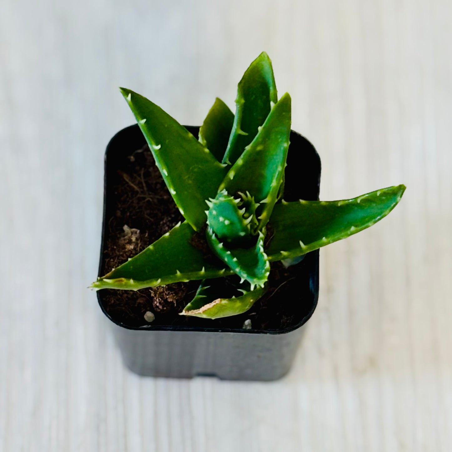 Succulents - Assorted 2”