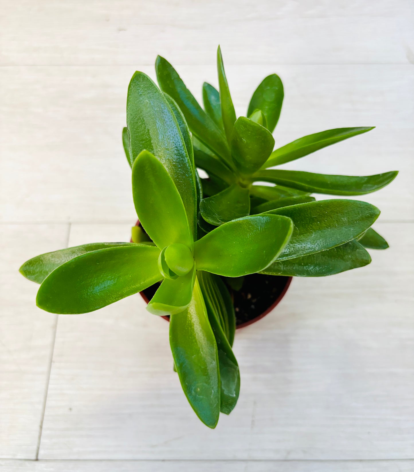 Succulents - Assorted 4"