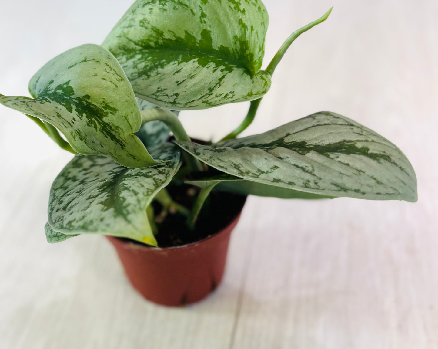 Scindapsus Pictus Exotica