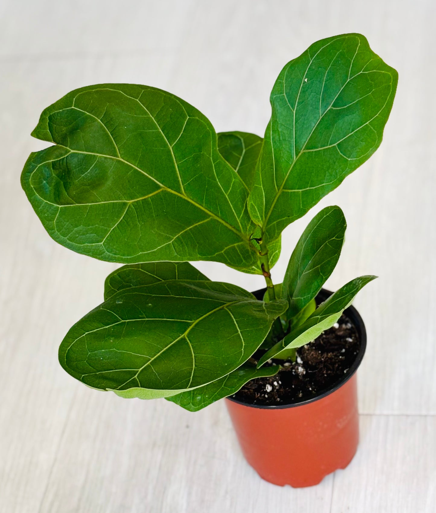 Fiddle Leaf Fig Bush