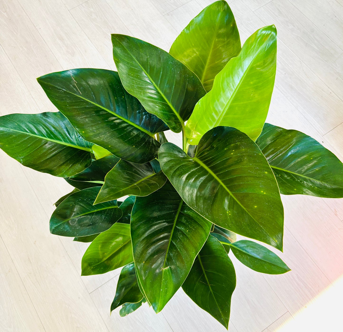 Moonlight Philodendron
