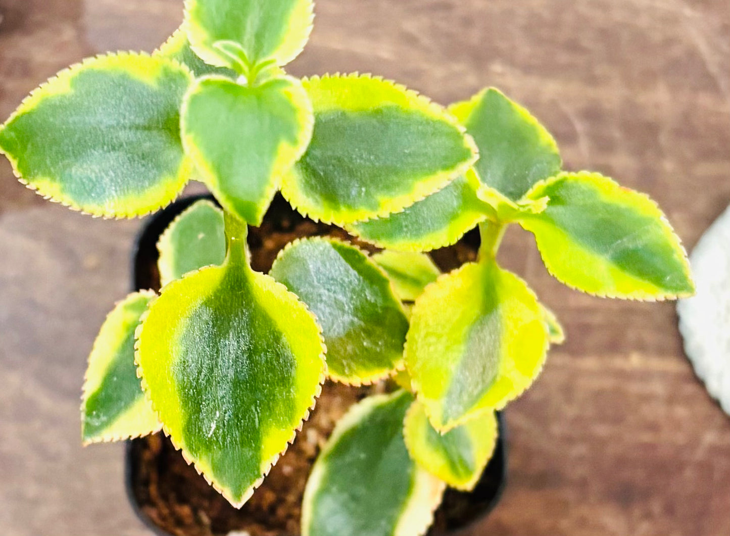 Succulents - Assorted 2”