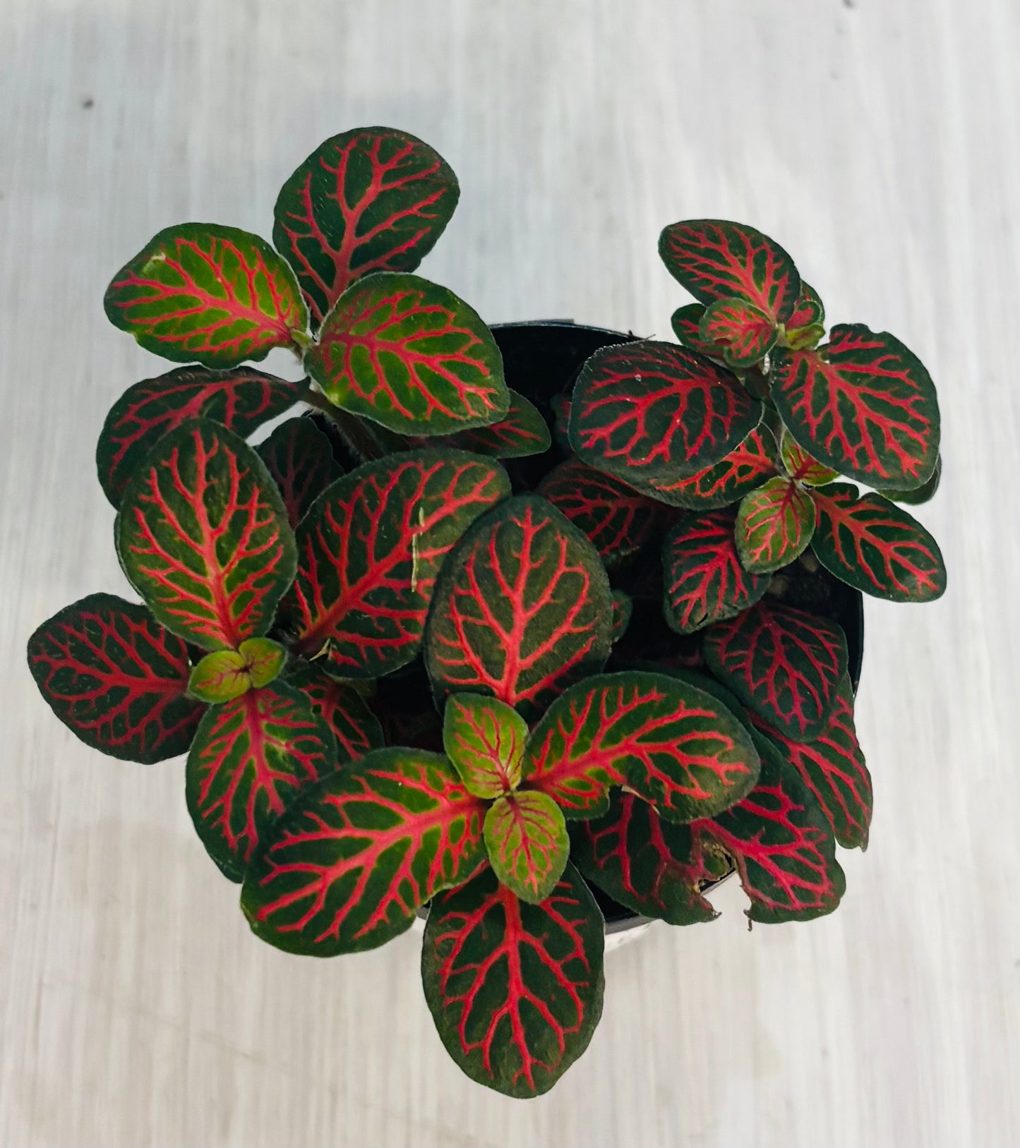 Houseplants - Assorted 2"