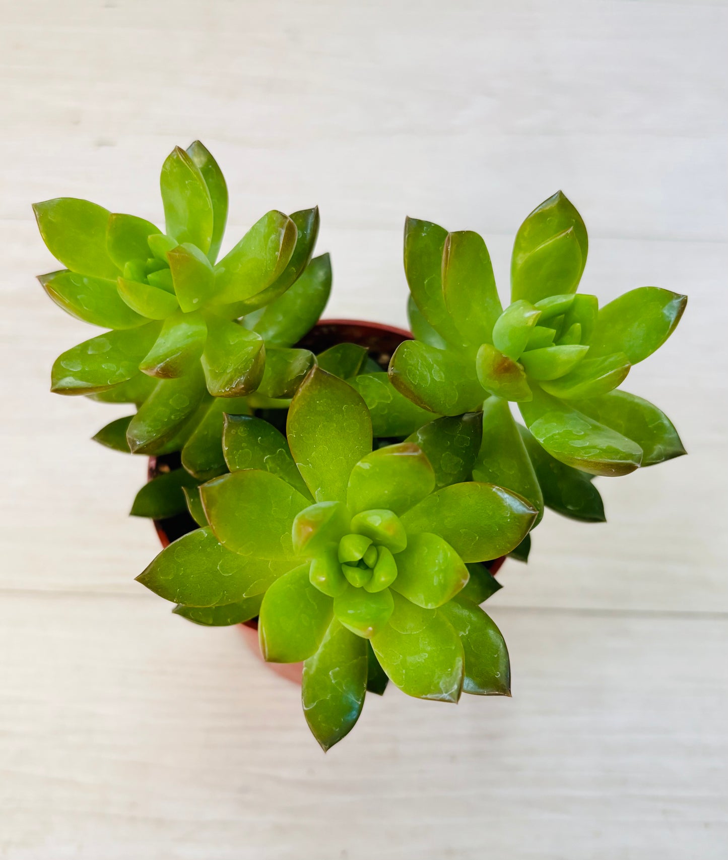 Succulents - Assorted 4"