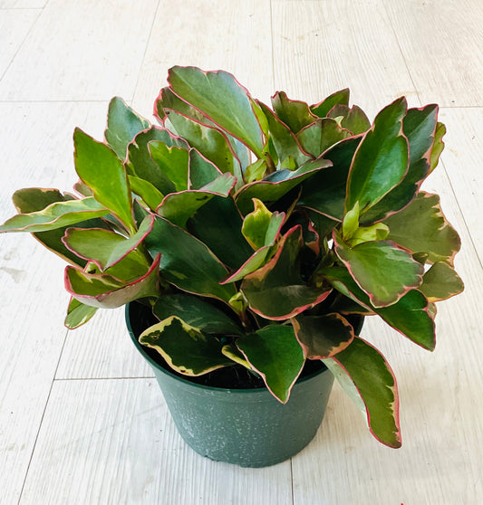 Peperomia Ginny