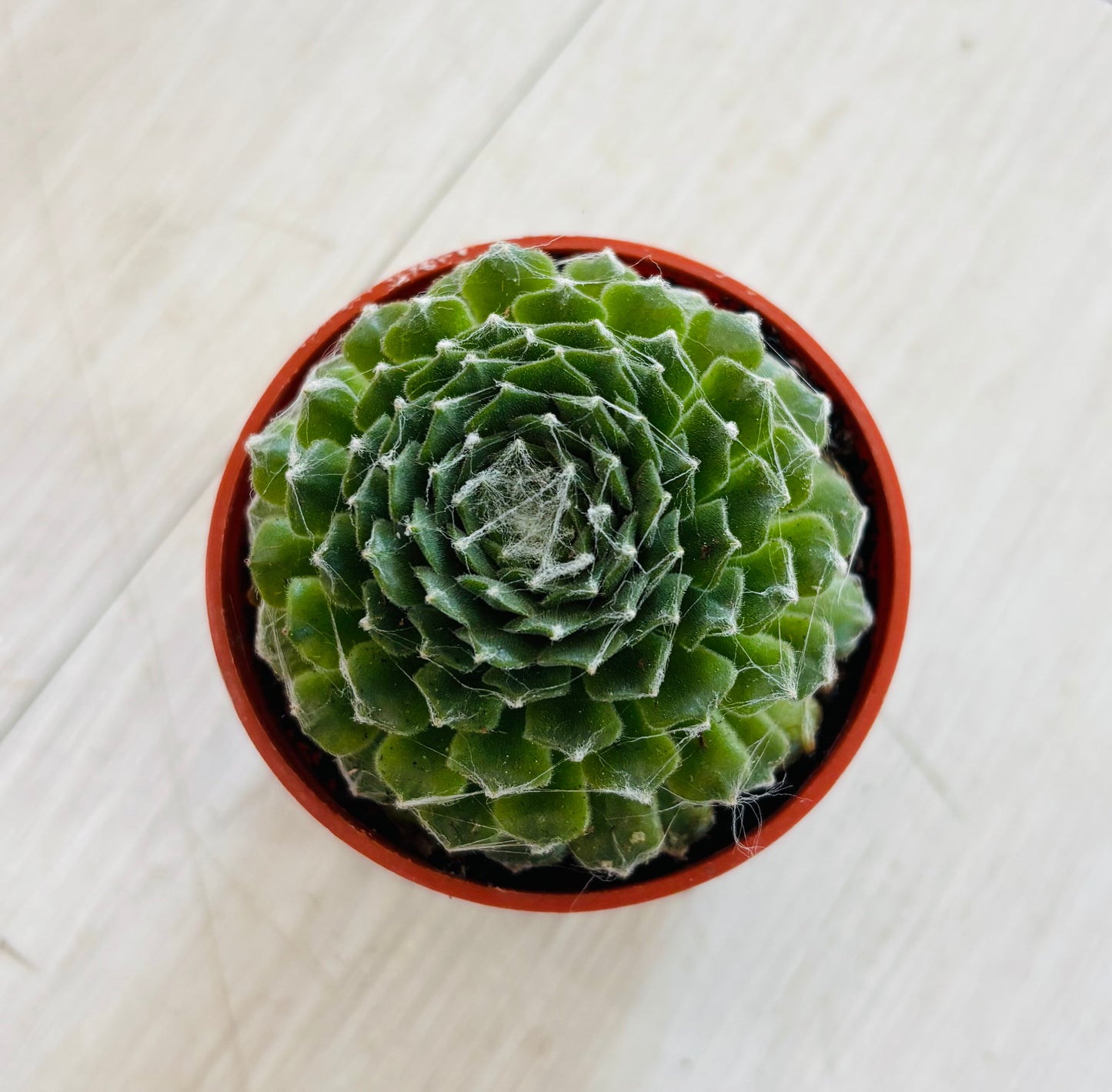 Succulents - Assorted 3"