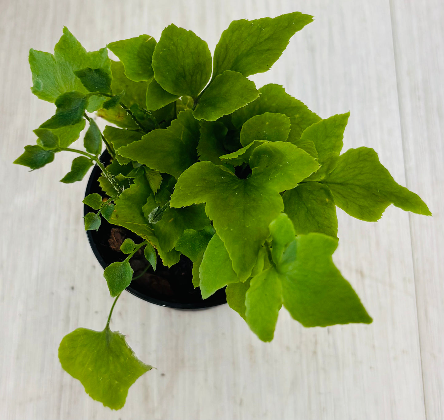 Houseplants - Assorted 2"