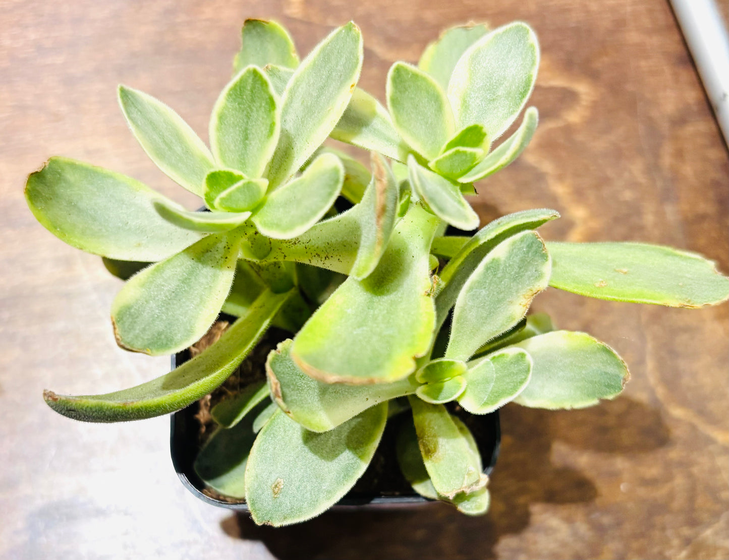 Succulents - Assorted 2”