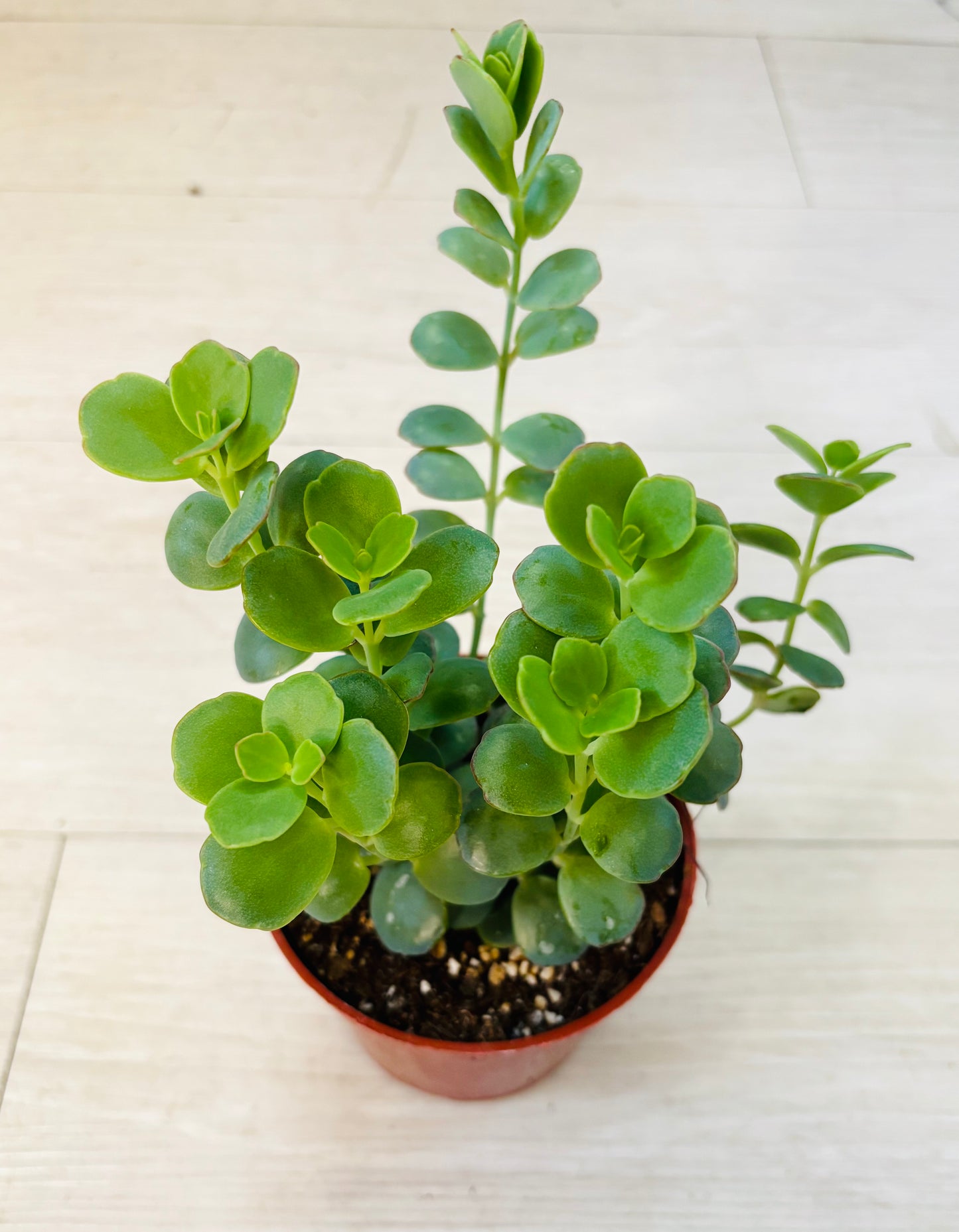 Succulents - Assorted 4"