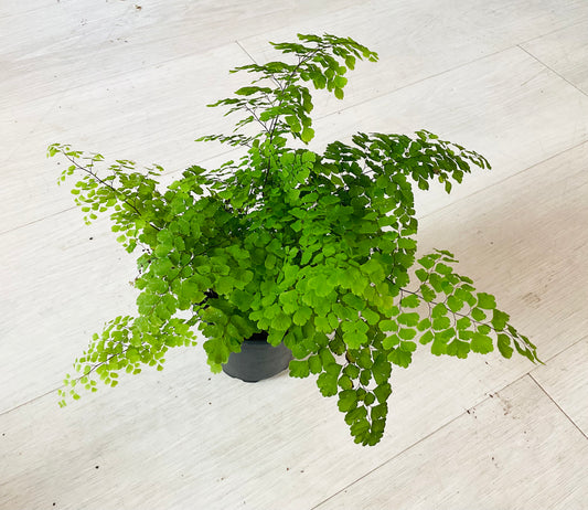 Maidenhair Fern