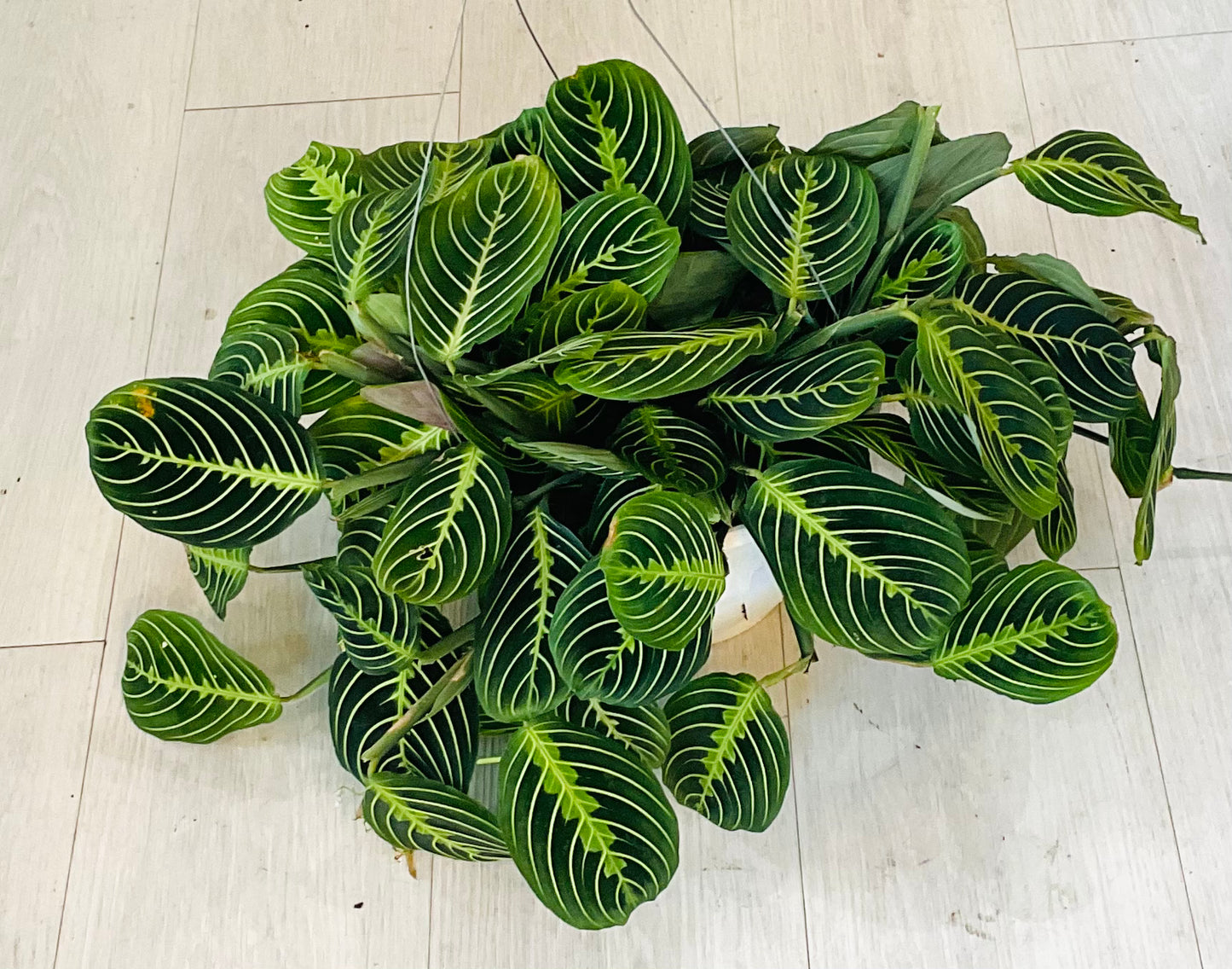Lemon Lime Prayer Plant