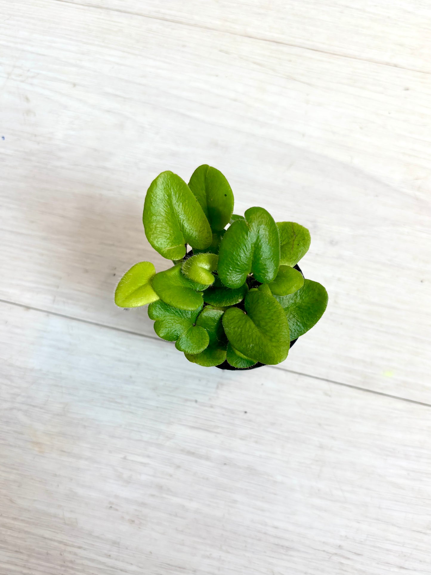 Houseplants - Assorted 2"