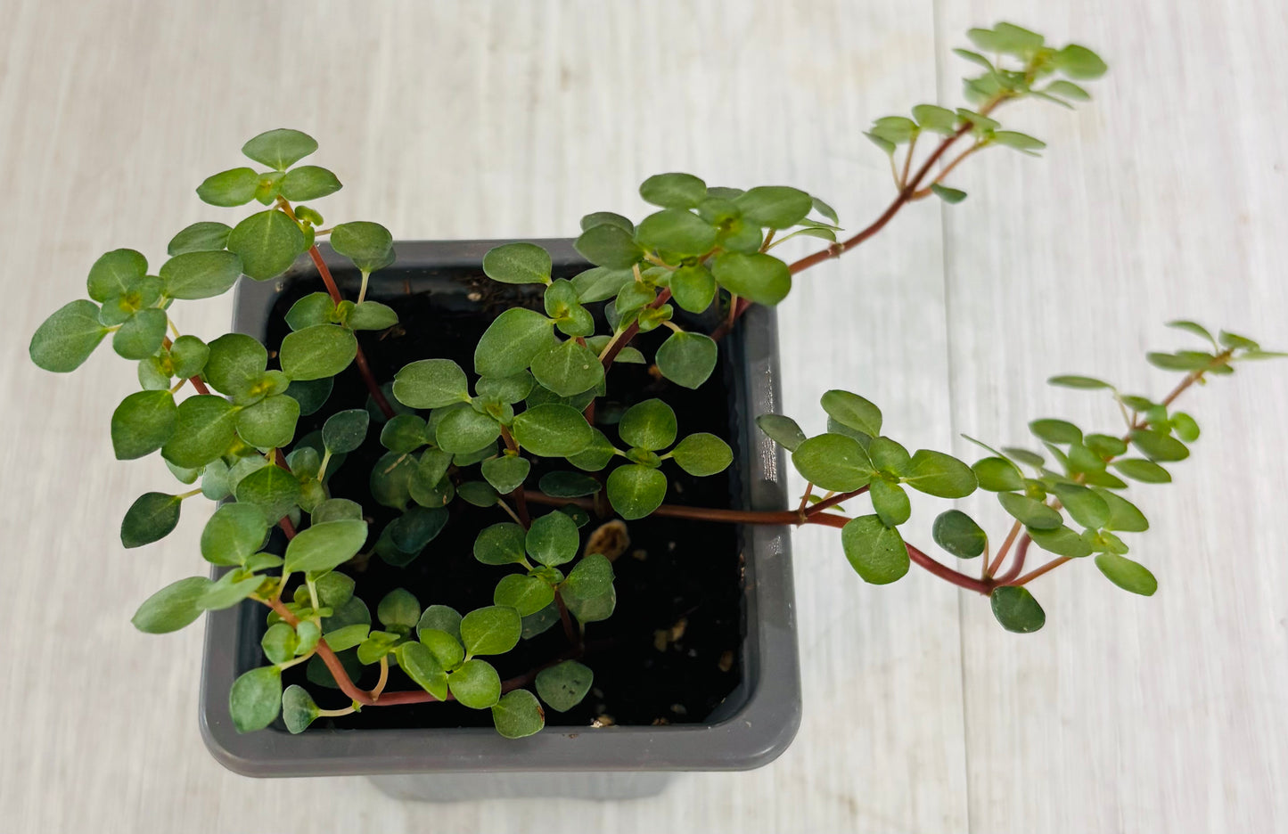 Houseplants - Assorted 3"