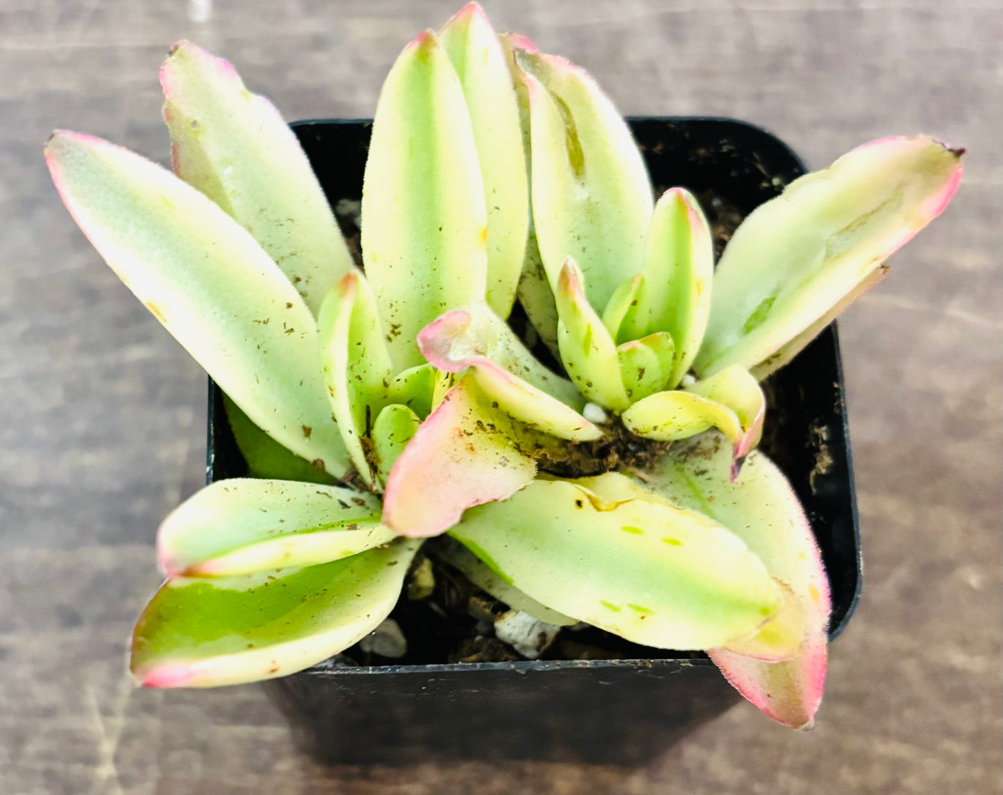 Succulents - Assorted 2”