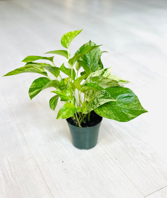 Marble Queen Pothos