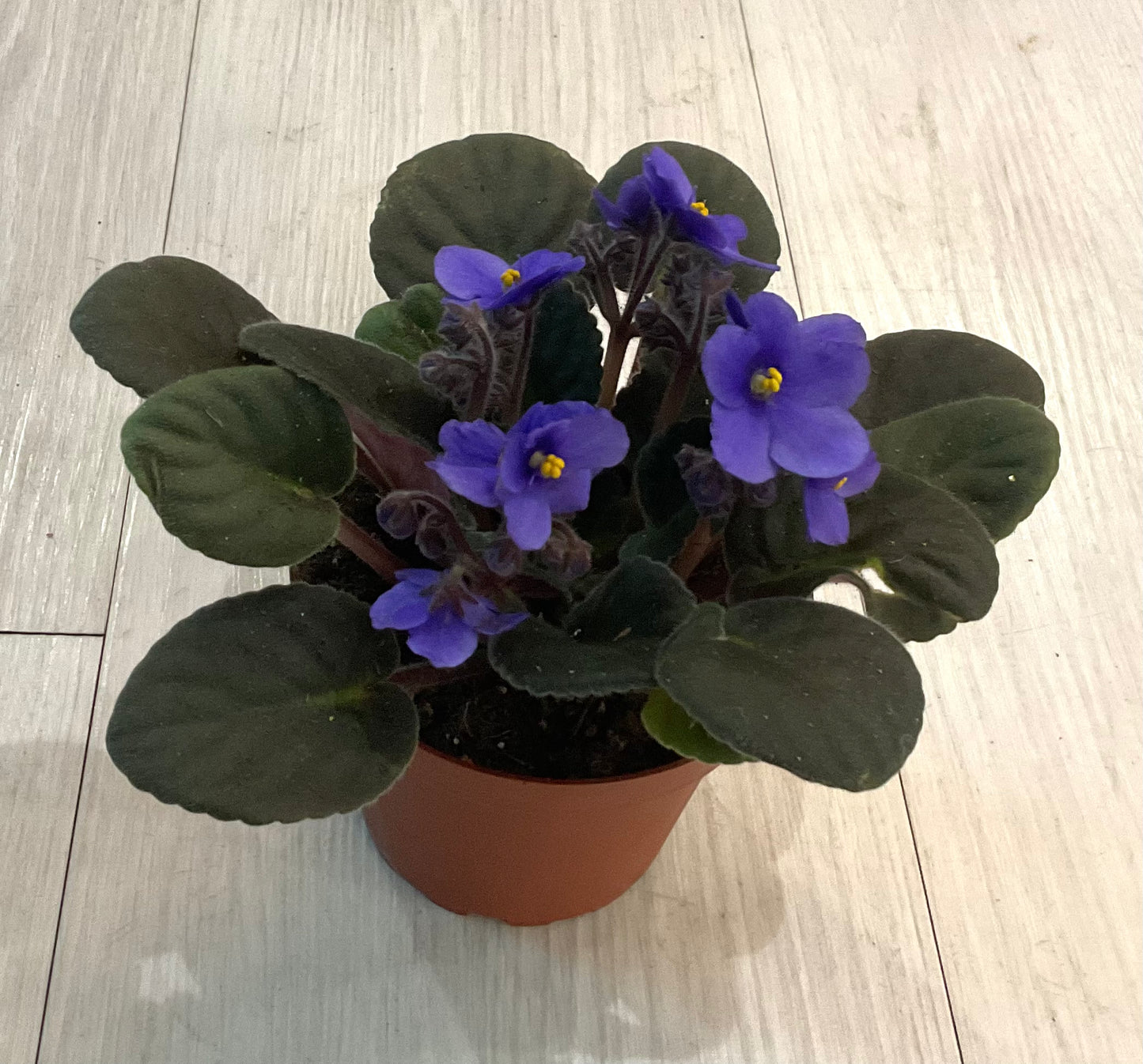 African Violet