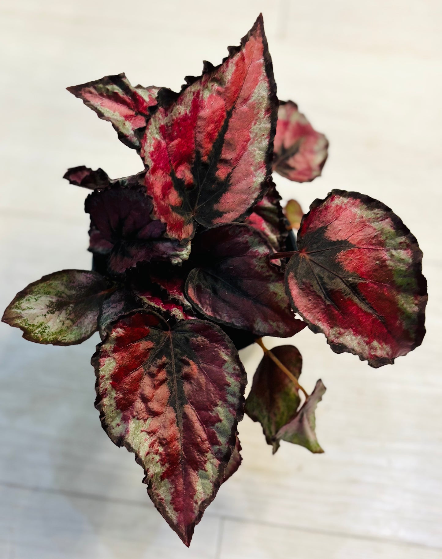 Rex Begonia