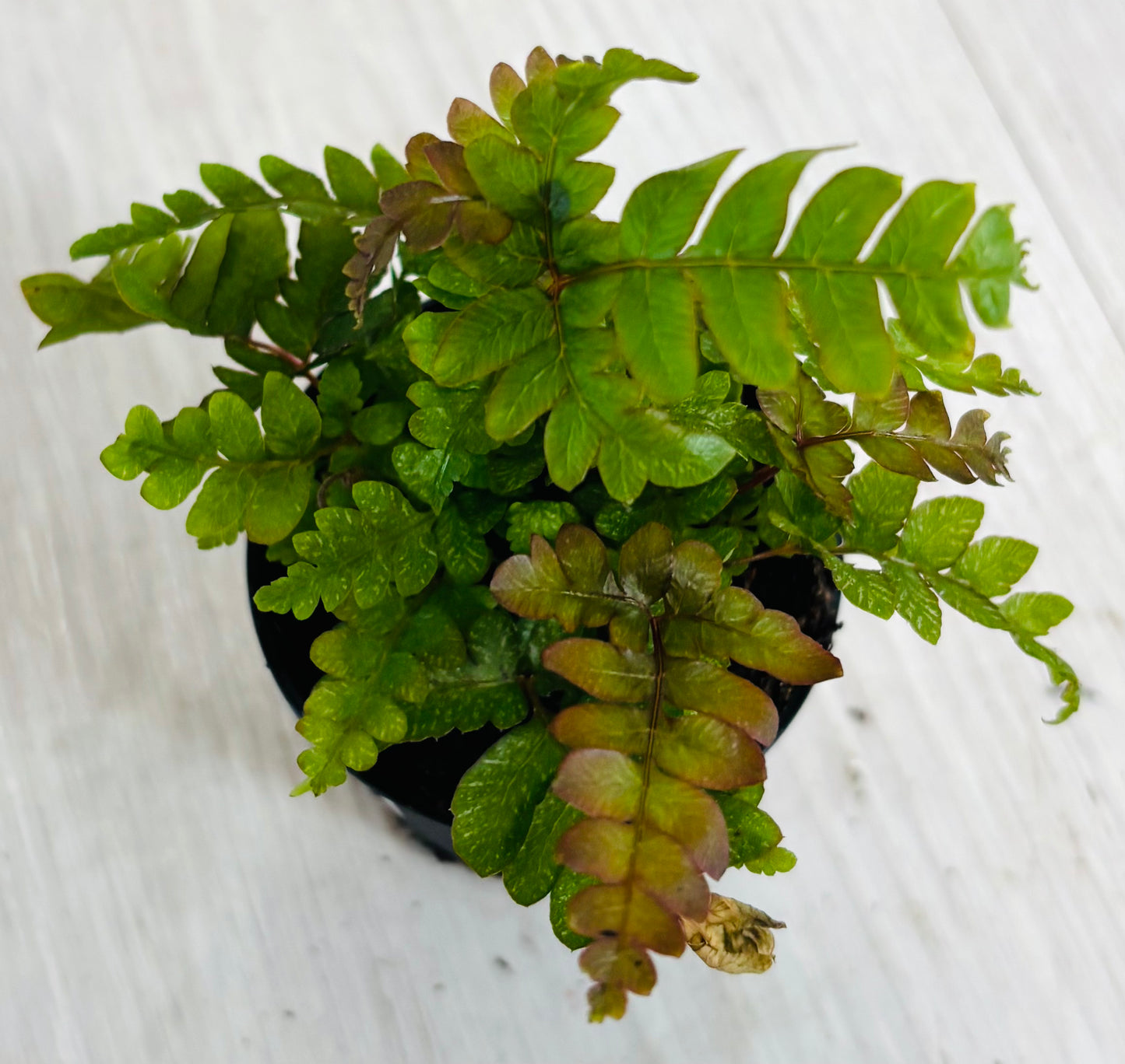 Houseplants - Assorted 2"
