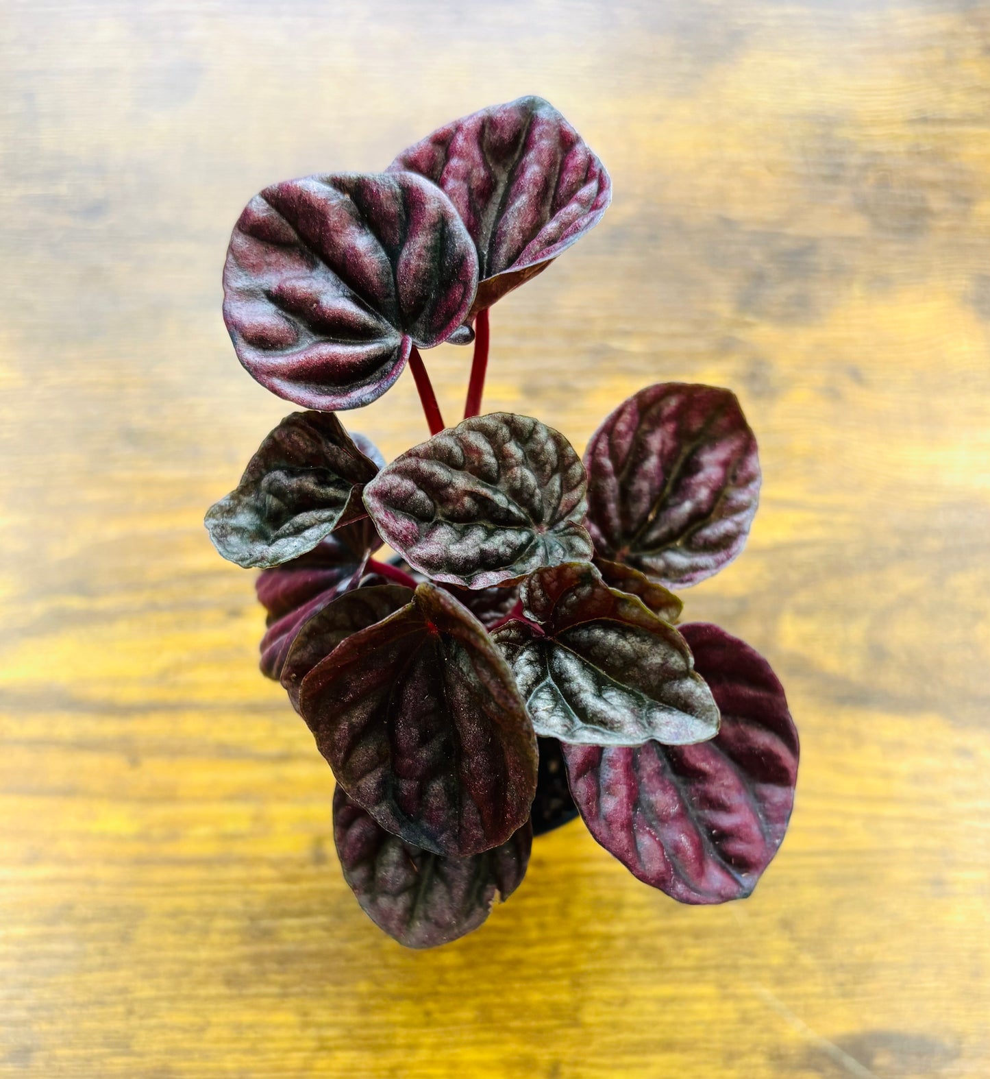 Houseplants - Assorted 2"