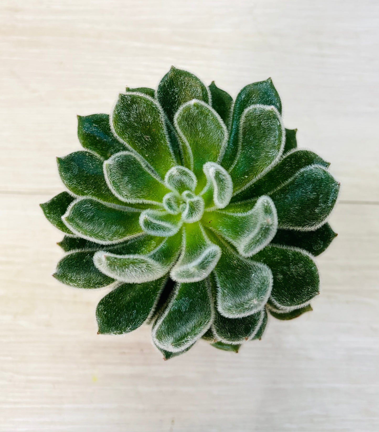 Succulents - Assorted 4"